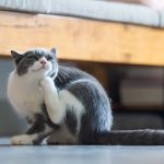 En İyi Kedi Pire Damlası