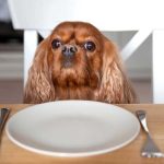 En İyi Köpek Maması