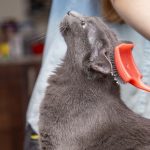 En İyi Kedi Tarağı