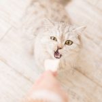 En İyi Kedi Vitamini