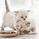 En İyi Yavru Kedi Maması