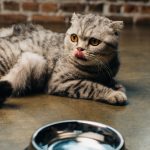 En İyi Konserve Kedi Maması