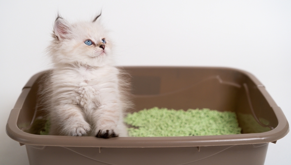 En İyi Koku Giderici